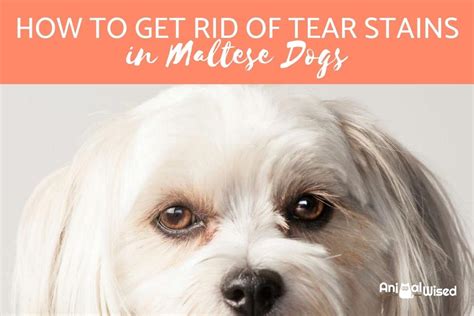 maltese eye stain home remedy.